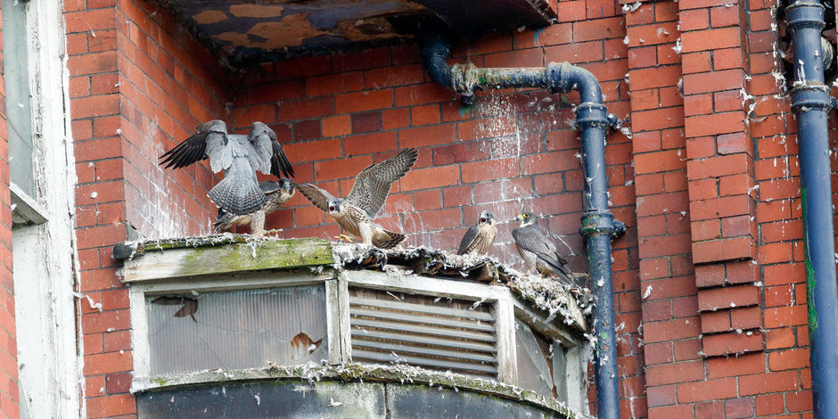 Peregrine Falcon Nest