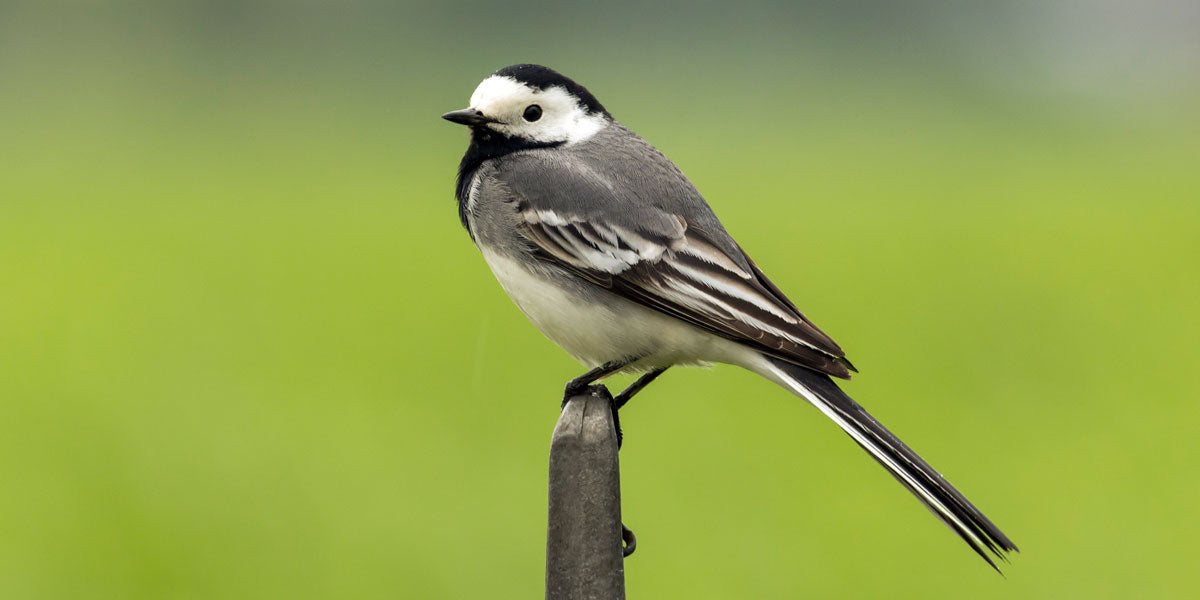 Pied Wagtail sitting on a stick