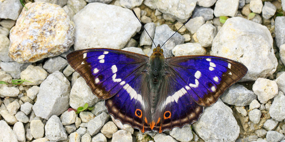 Purple emperor sunning on stones