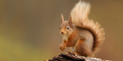 Red Squirrel sitting in woodland