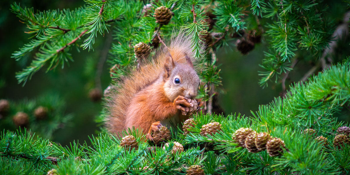 Red squirrel eating a pine cone