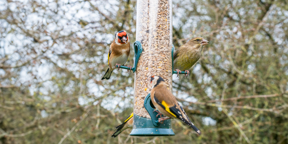 The Case for Responsible Bird Feeding