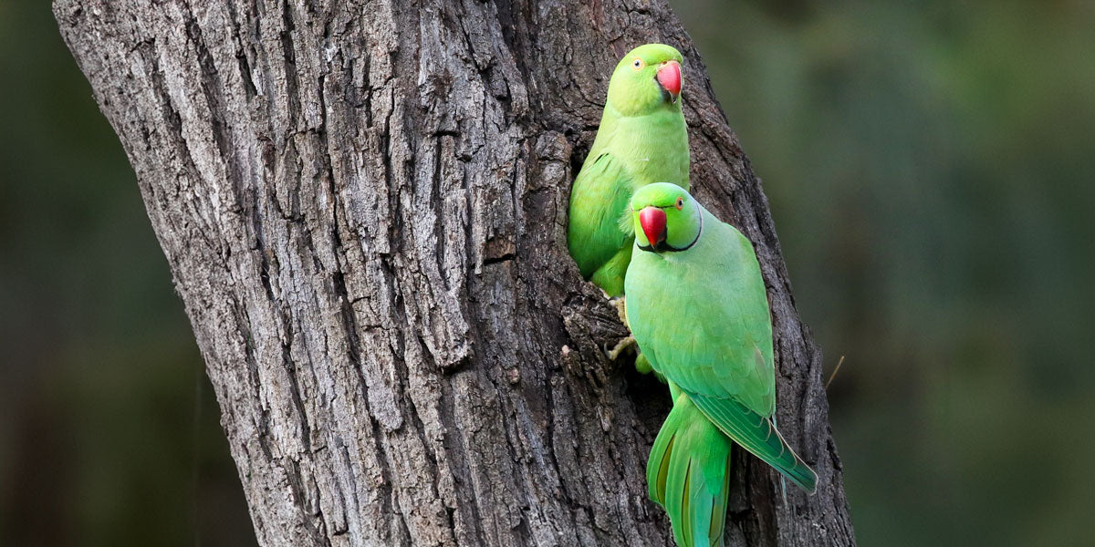 Pair of green ring necked parakeets on tree trunk 