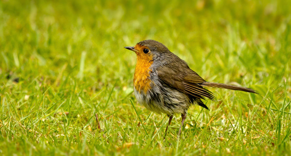 Robin on grass