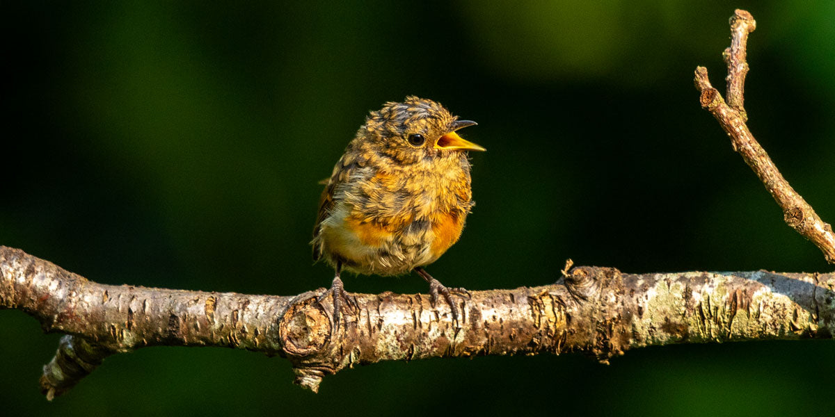 Fledgling robin moulting