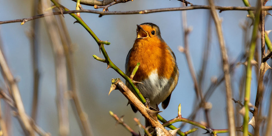 Robin bird the gardeners friend