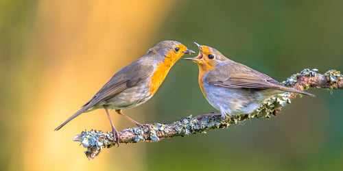 What do robins eat? Insects and seeds