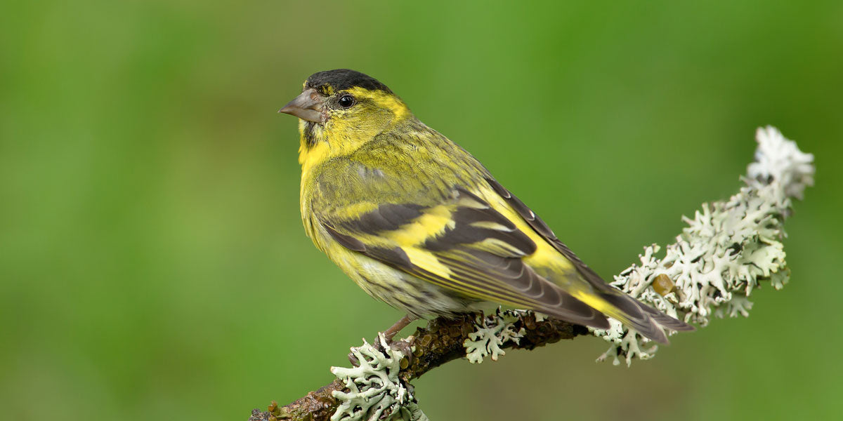 Siskin bird identification guide