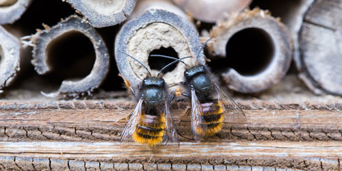 Mason Bees using artificial houses
