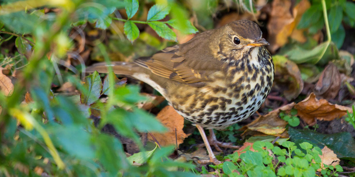 Song thrush identification and habitat