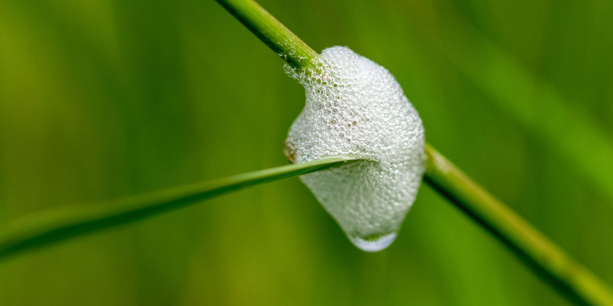 Cuckoo Spit: What Are Spitbugs | Ark Wildlife