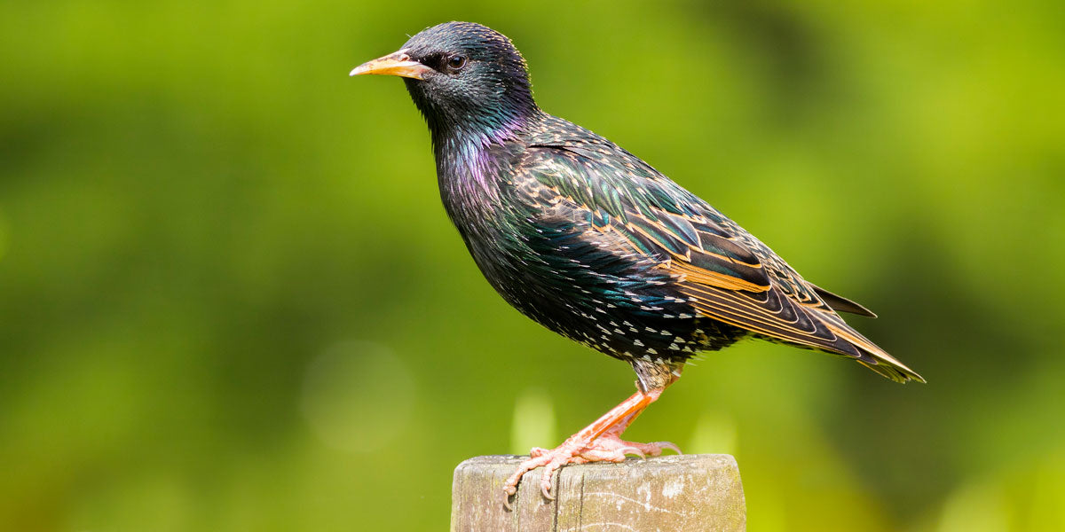 Starling with iridescent plumage on a post