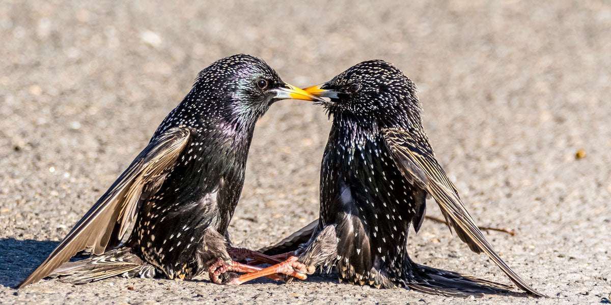 Starlings fighting beak to beak