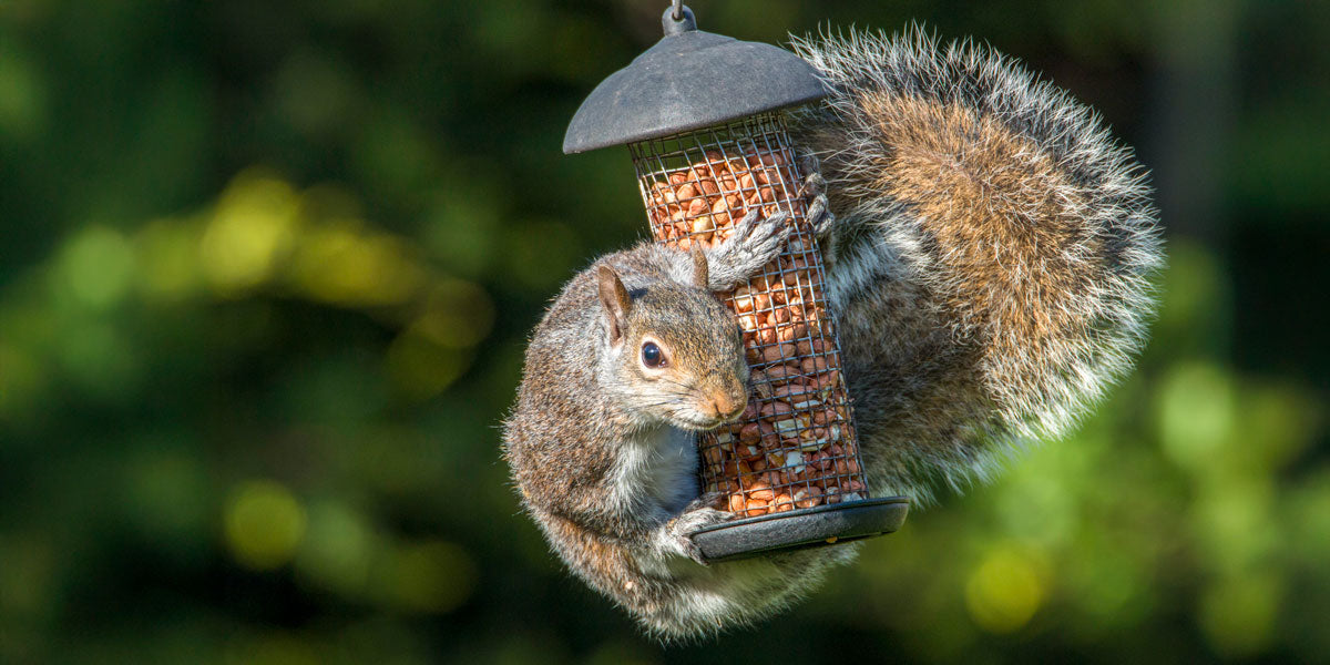 How to stop squirrels eating bird food