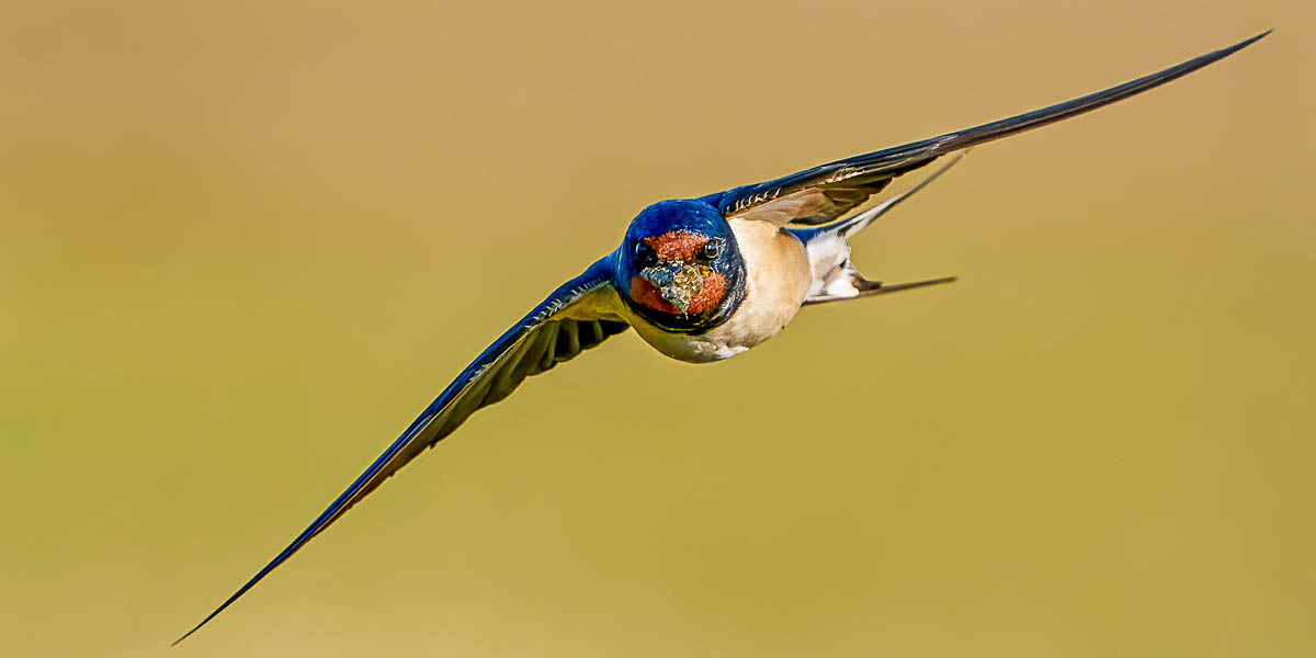 Swallow flying with beak full of nest material