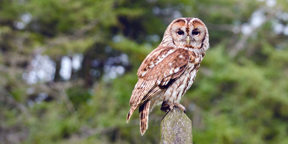 Tawny Owl sitting on top of a post