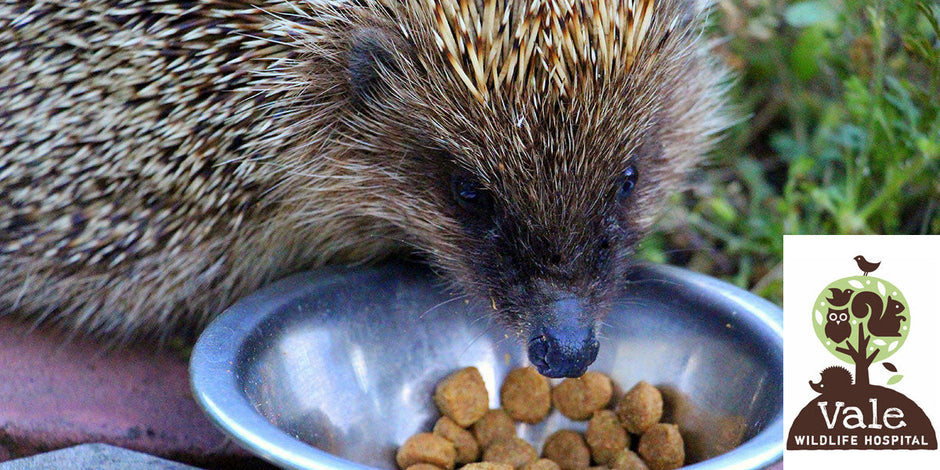 Vale wildlife hospital advice on hedgehog