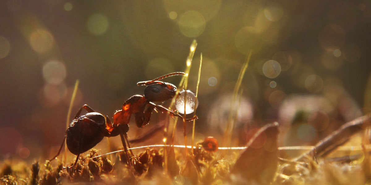 Ant carrying water droplet