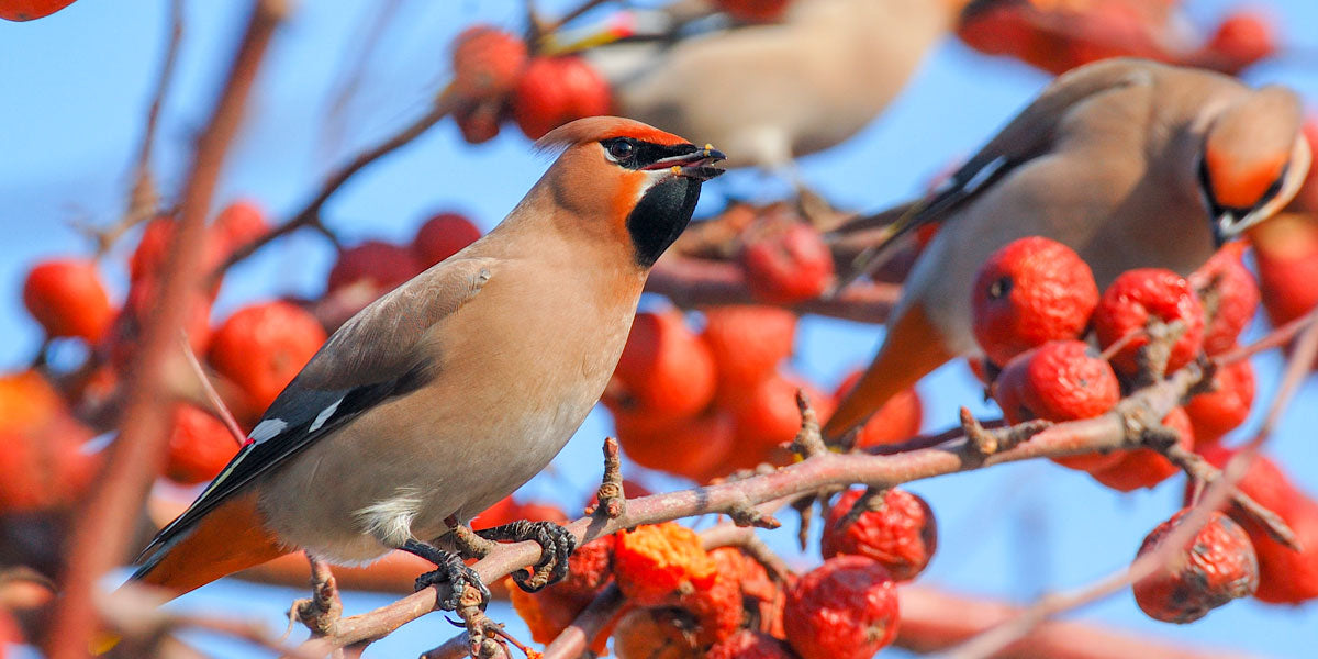 Waxwing Bird on autumn red berries