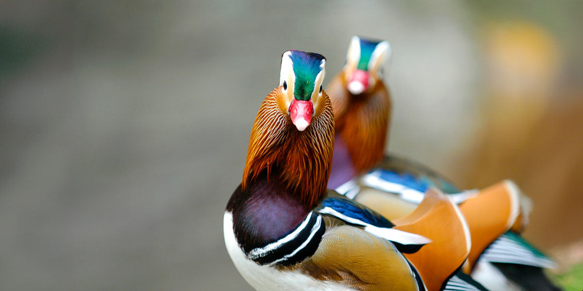 Spectacularly colourful mandarin ducks