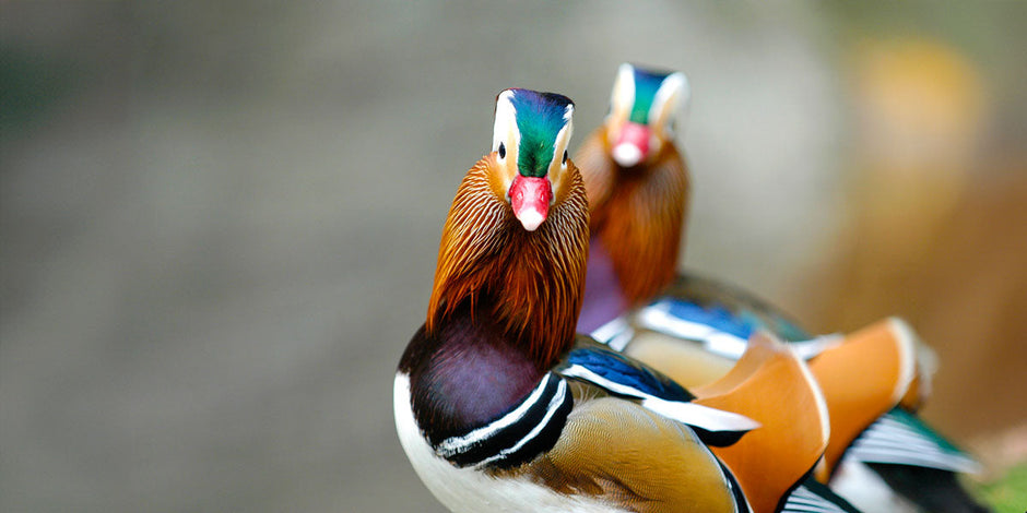 Spectacularly colourful mandarin ducks