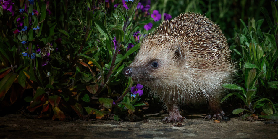 What hedgehogs eat and drink