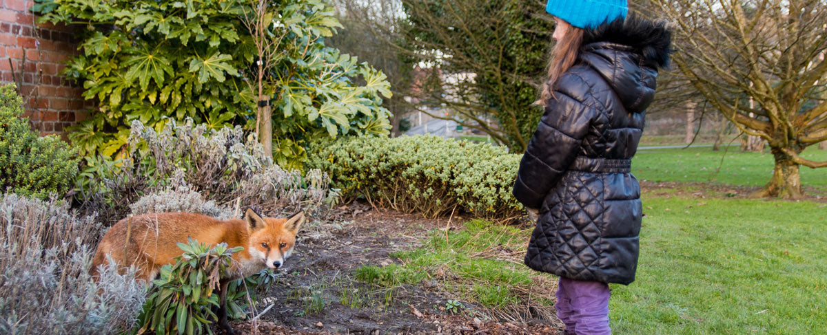 Ark Wildlife support all garden wildlife