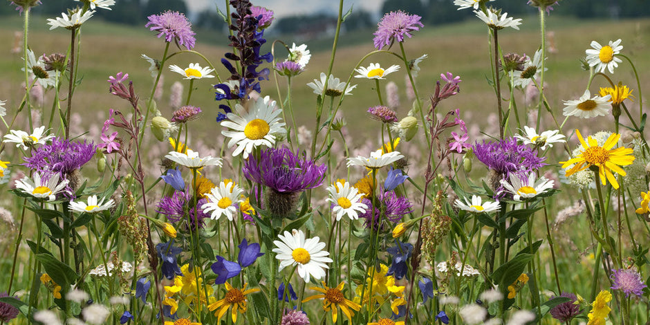 Wildflower meadow