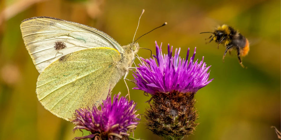 Butterfly and bumblebee in a wildlife friendly garden