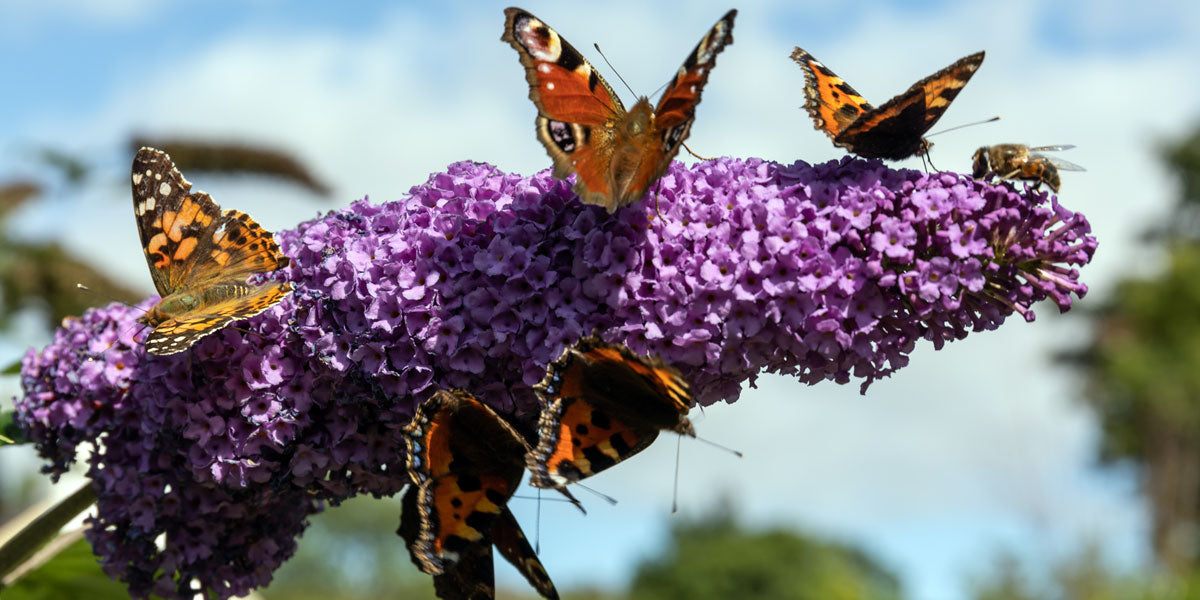 Create a wildlife garden