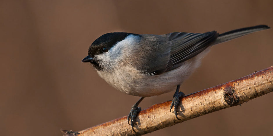 Willow Tit