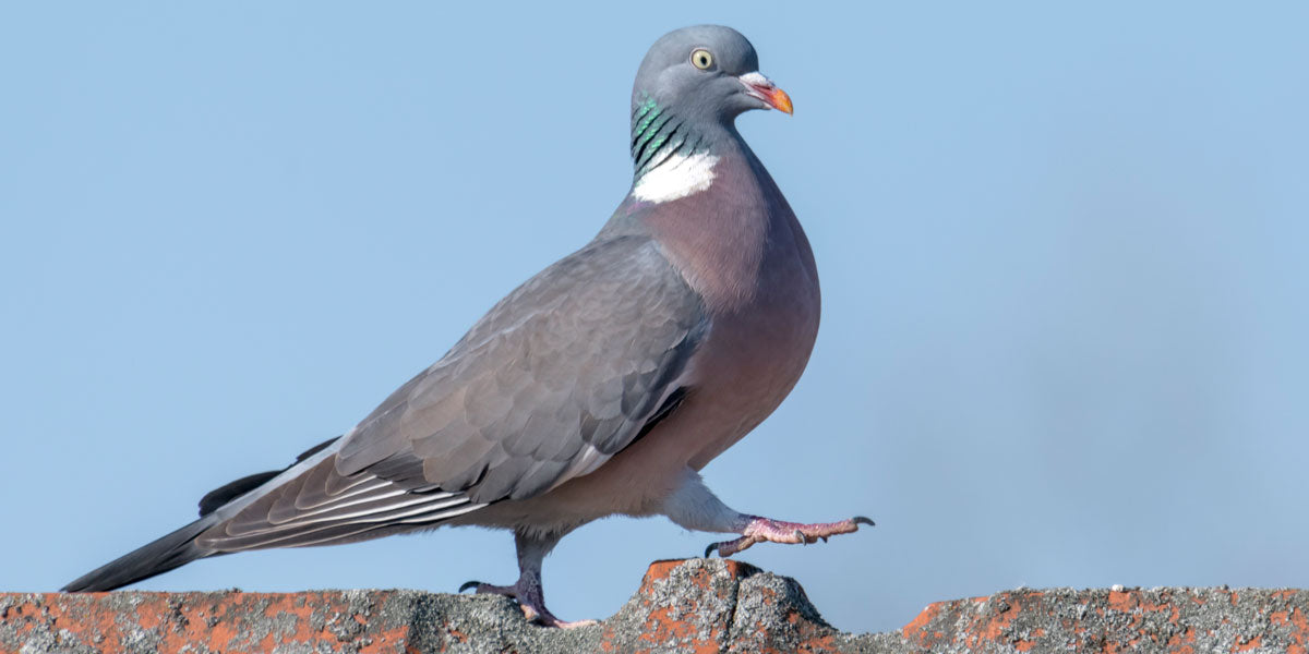 Wood Pigeon walking along a fence