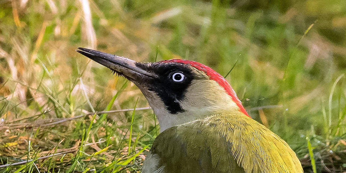 Woodpecker beak close up