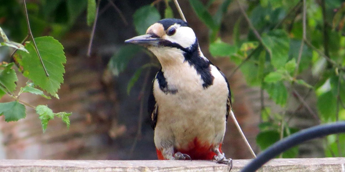 great spotted woodpecker sitting on garden fence