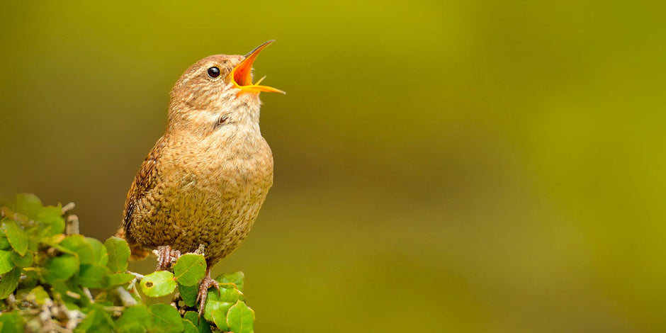 Wren singing