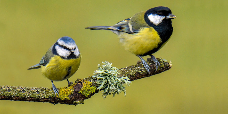 Blue tit and great tit sitting on a banch