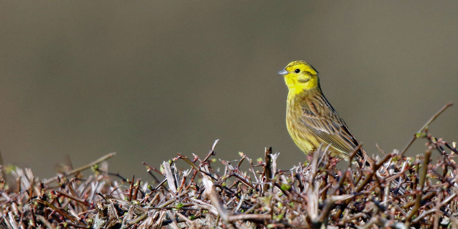 Yellowhammer singing on top of a farmland hedgerow