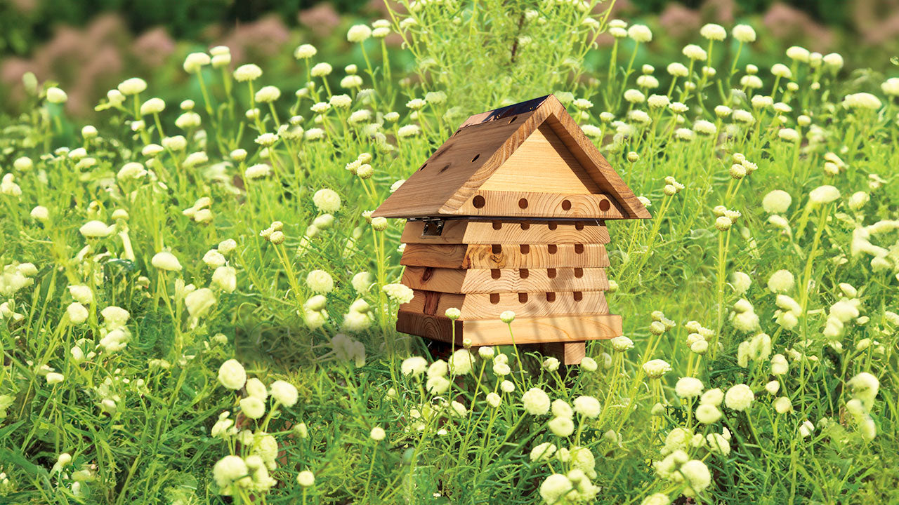 Wooden insect house in a meadow of yellow wildflowers