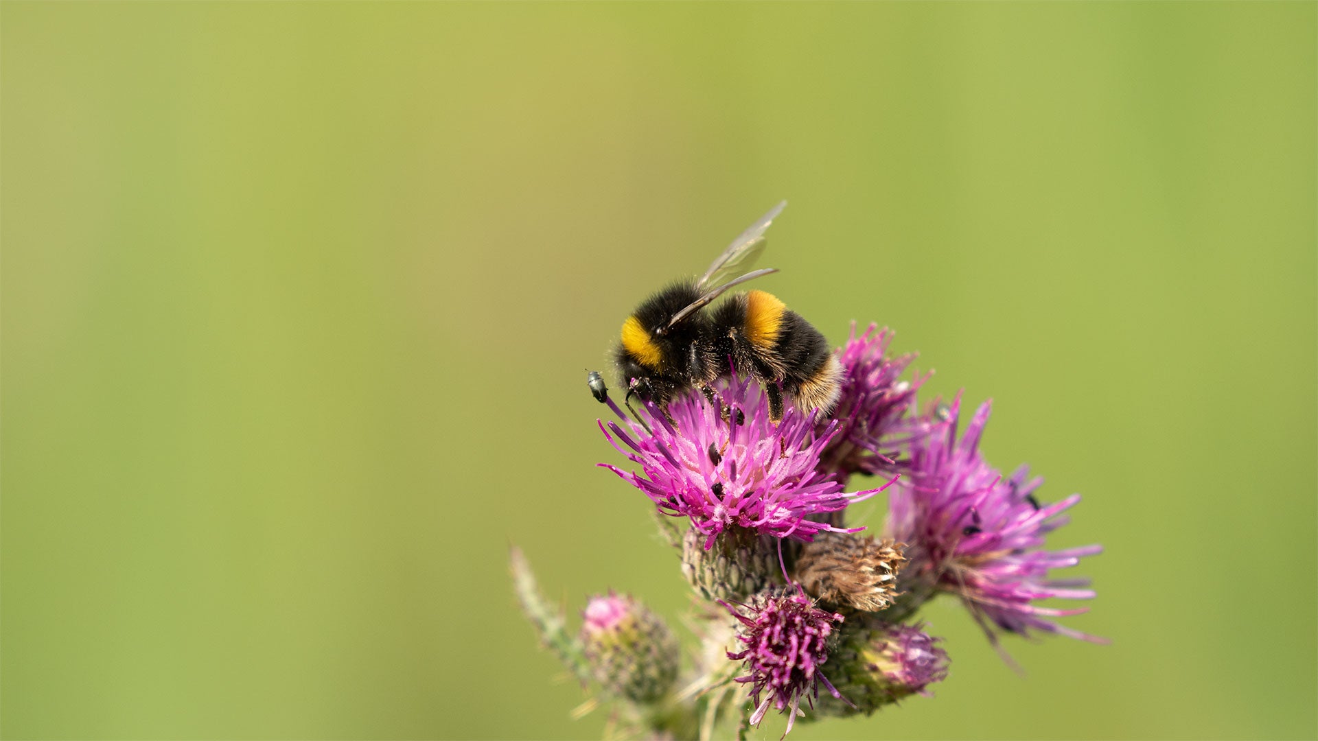 Bee on purple wildflower 