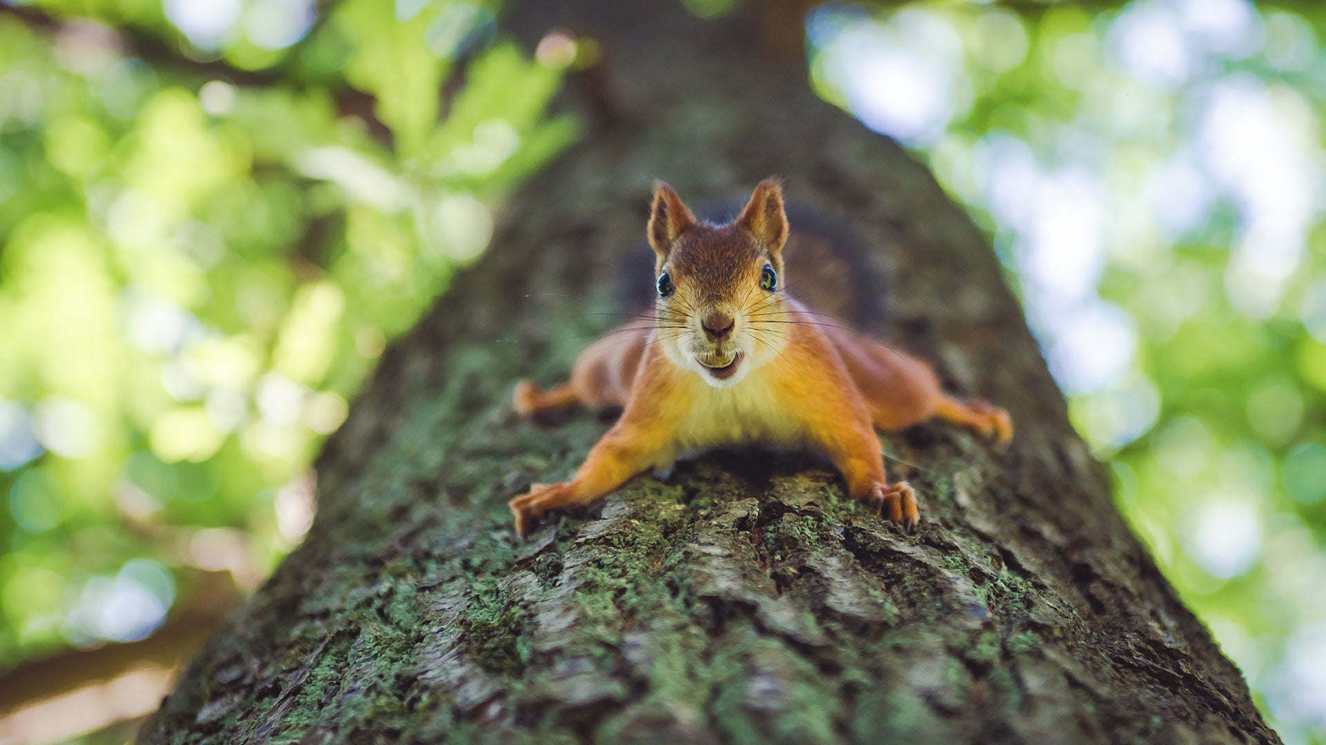Red squirrel climbing down tree trunk