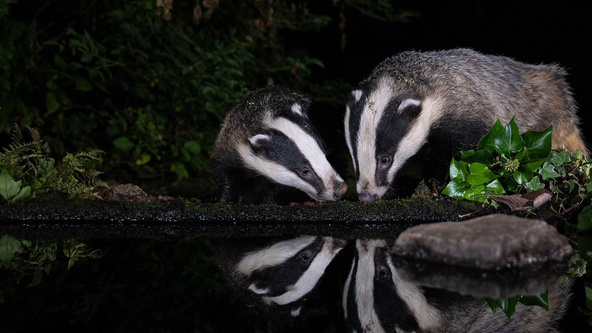 Badger Food