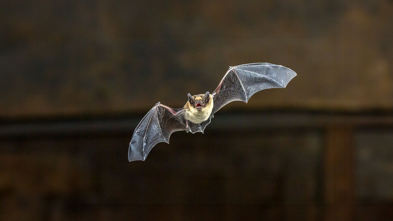 Bat in flight