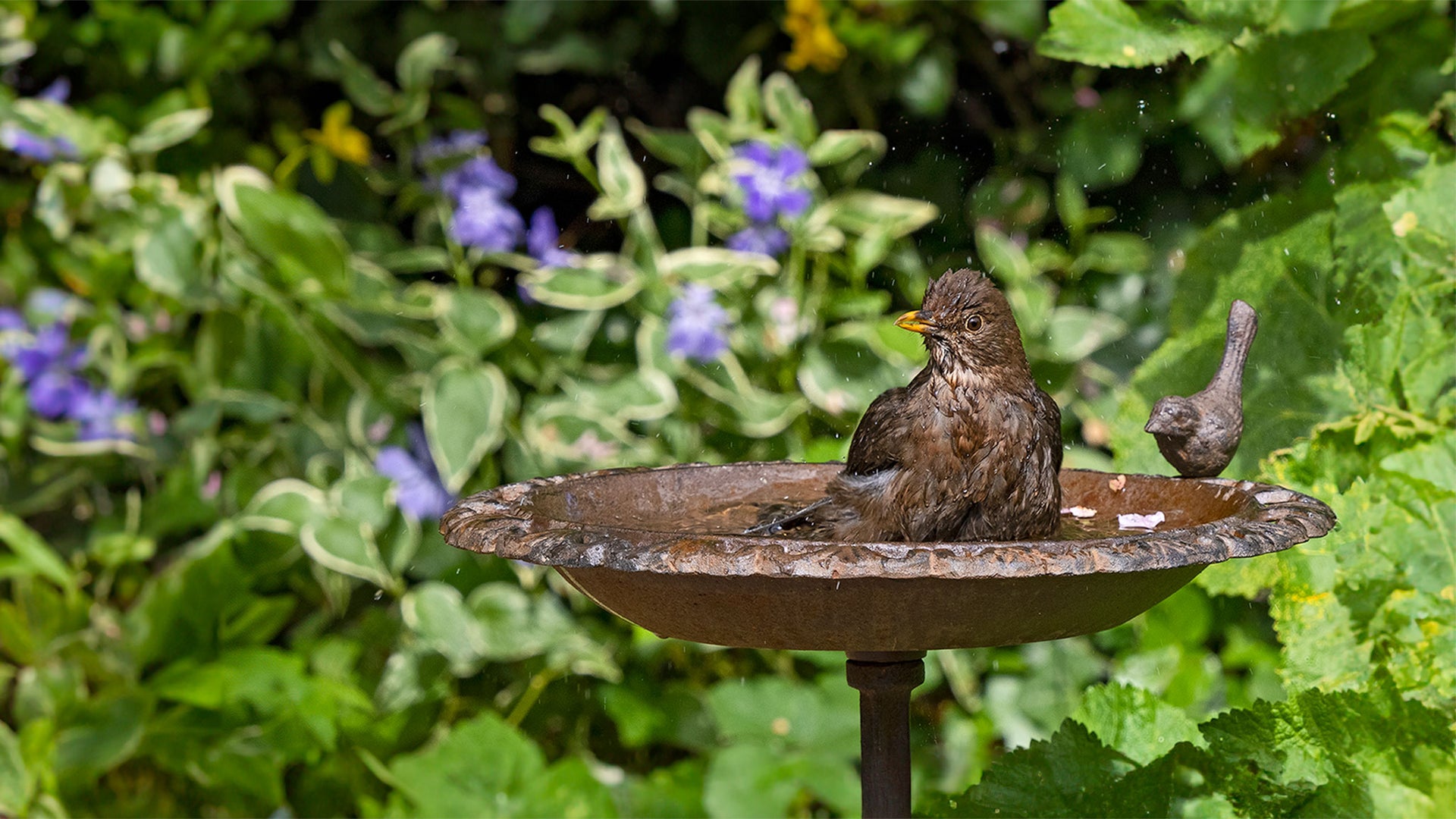 Bird Baths