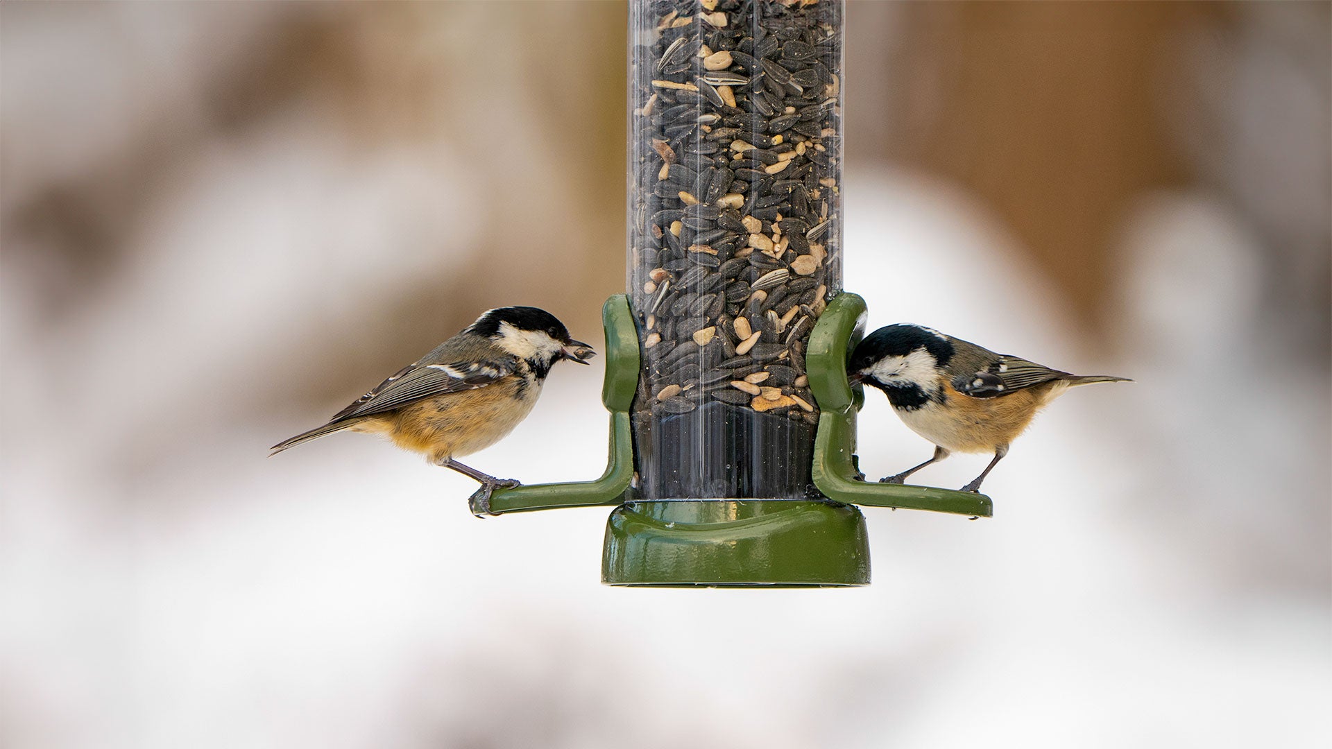 Birds feeding from a seed feeder