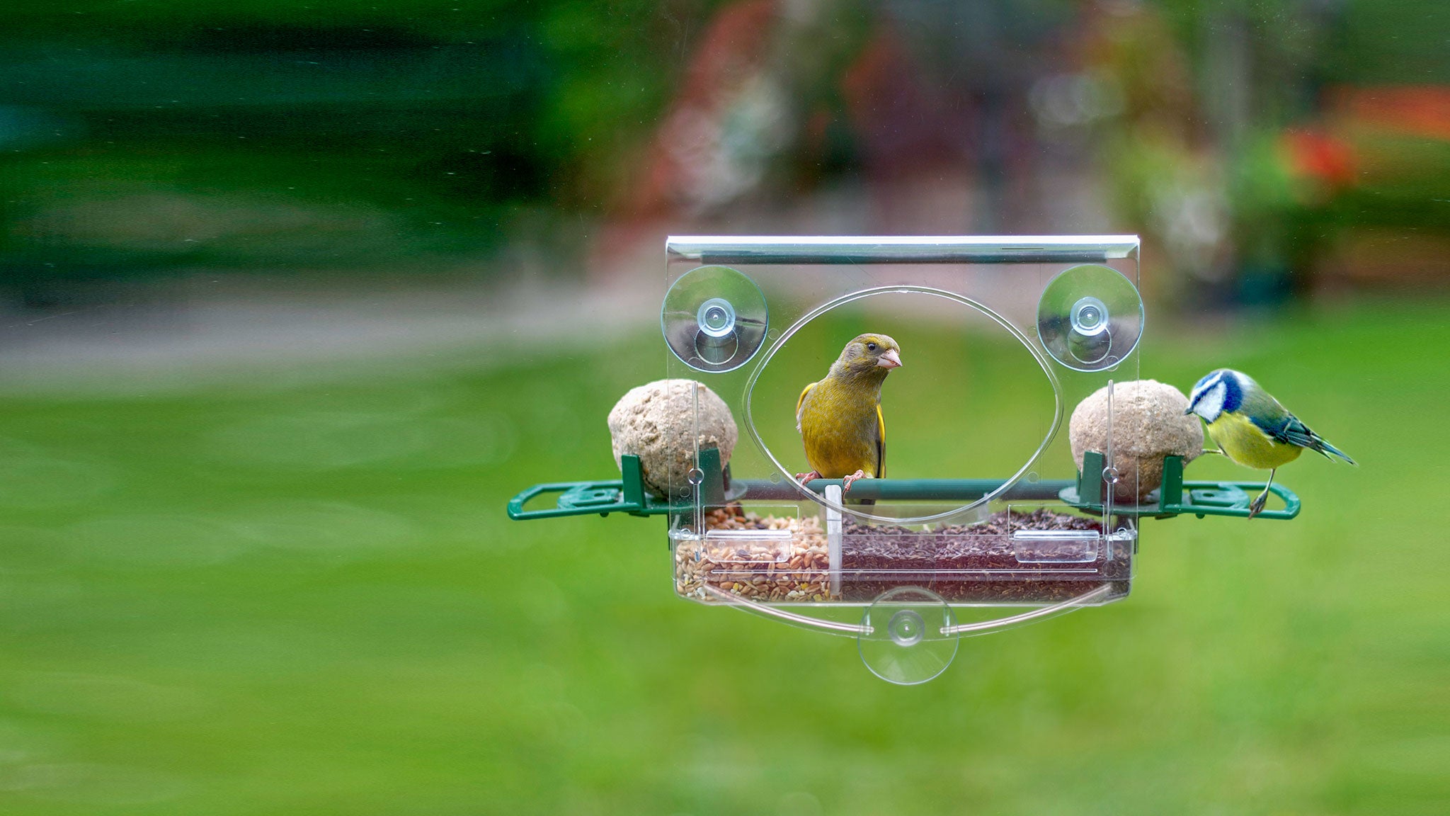 Bird Feeders