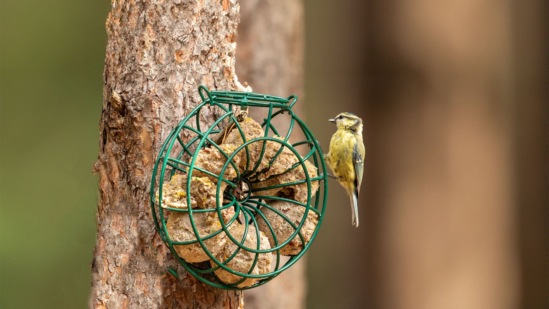 Bird feeding from a fat ball ring feeder