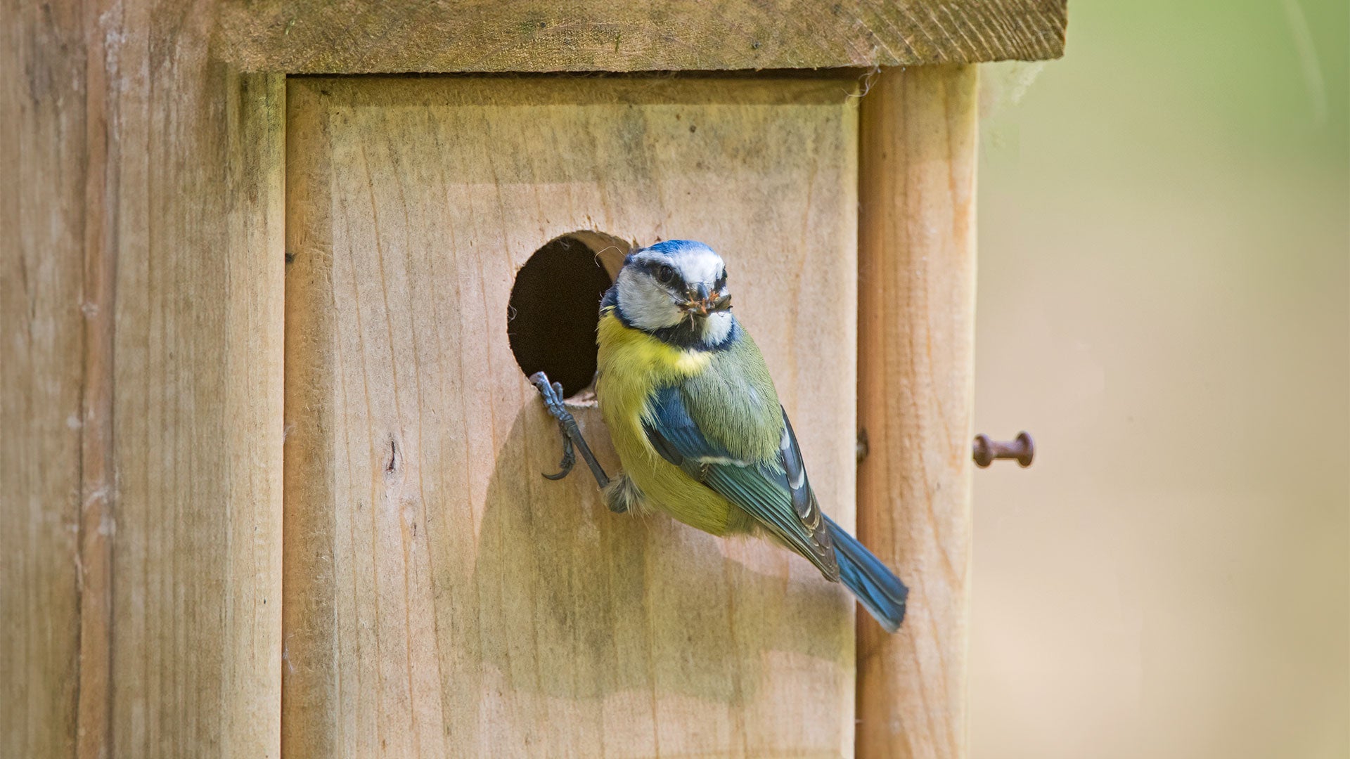Blue tit taking food back to the nest box