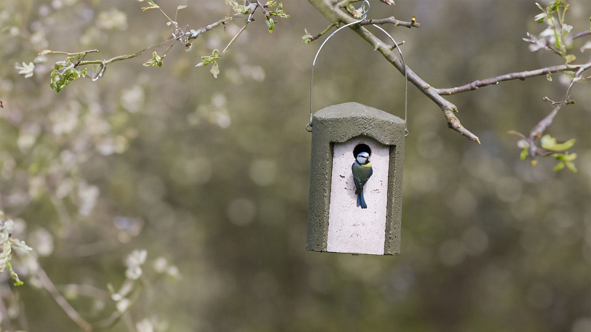 Hole Bird Boxes | Ark Wildlife UK