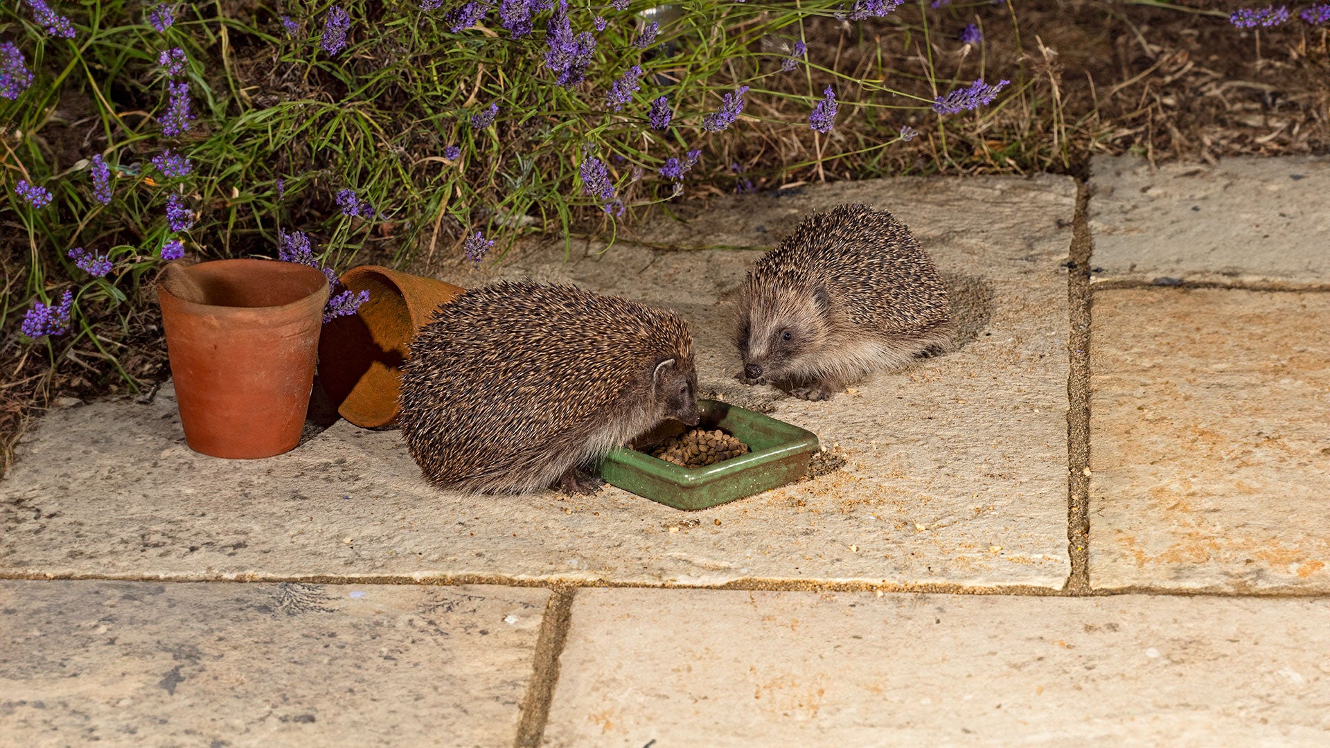 Pair of hedgehogs eating on patio 