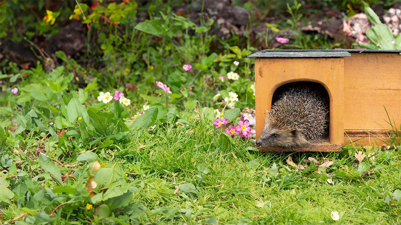 Hedgehog poking out of the door of a hedgehog house